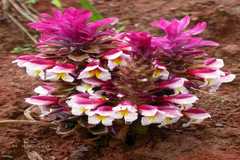 Curcuma neilgherrensis